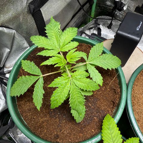 Falcone growlog timeline photo
