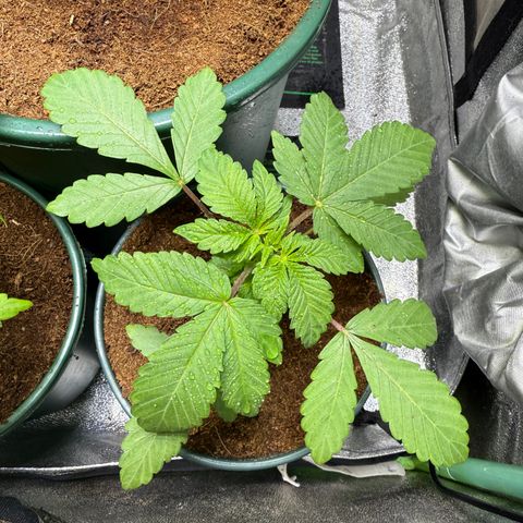 Laser Fuel growlog timeline photo