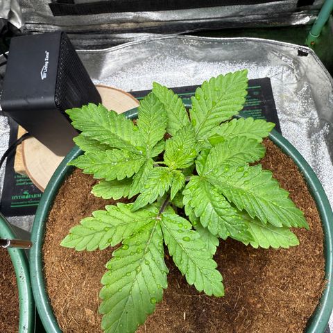 Fx3 growlog timeline photo
