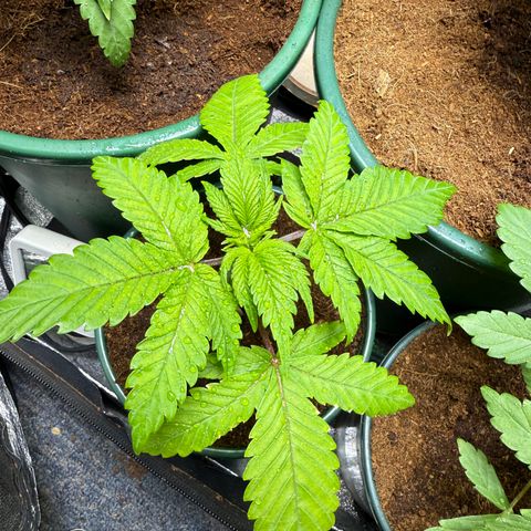 Kacklesnatch growlog timeline photo