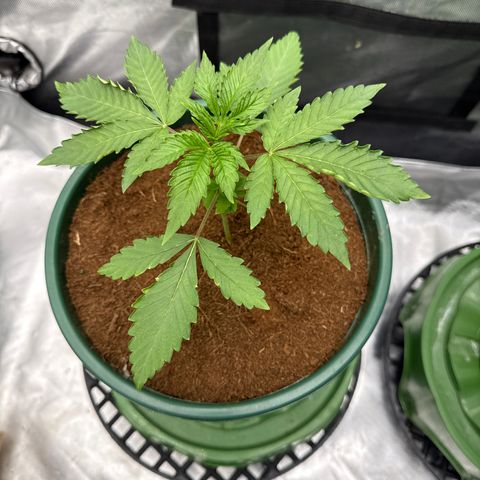 Falcone growlog timeline photo