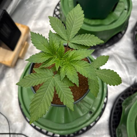 Laser Fuel growlog timeline photo