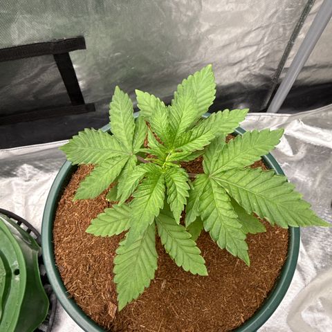 Fx3 growlog timeline photo