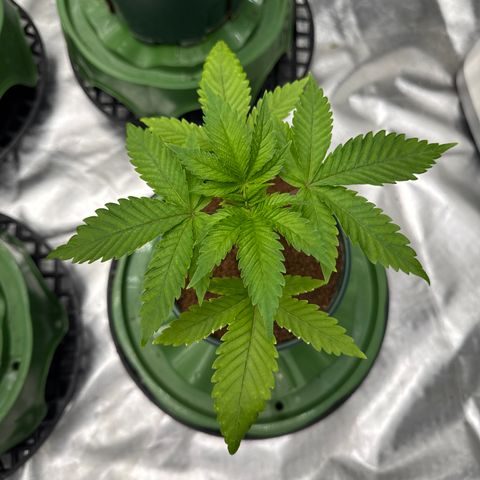 Kacklesnatch growlog timeline photo