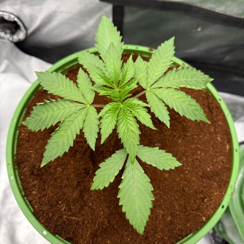Falcone growlog timeline photo