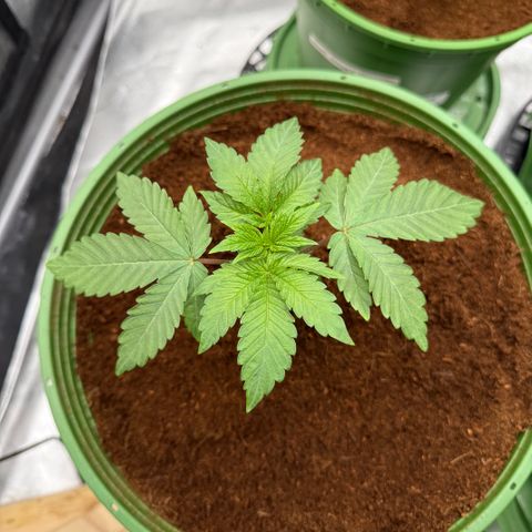 Laser Fuel growlog timeline photo