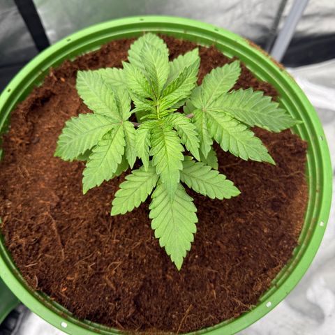 Fx3 growlog timeline photo