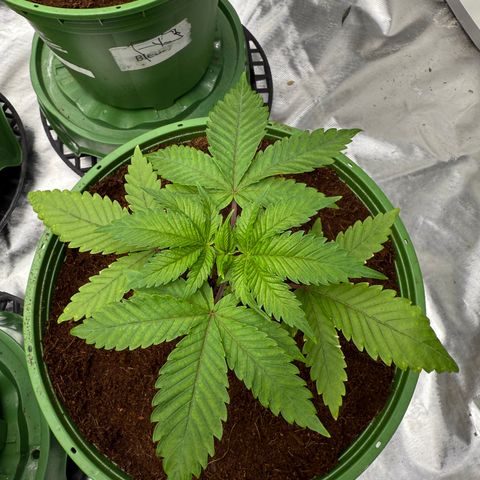 Kacklesnatch growlog timeline photo