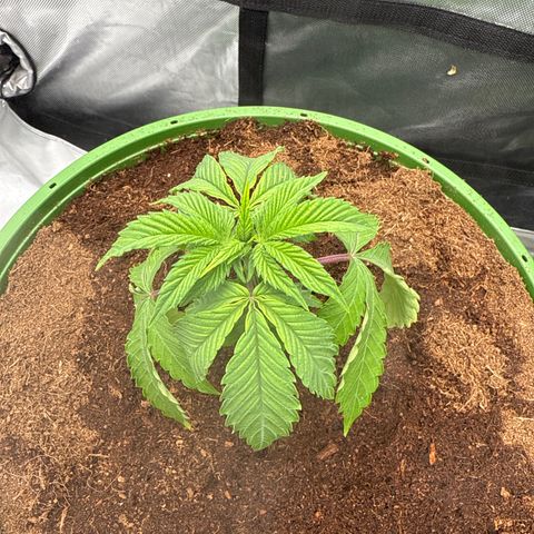Falcone growlog timeline photo