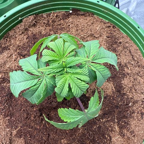Laser Fuel growlog timeline photo