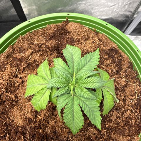 Fx3 growlog timeline photo