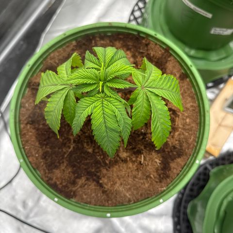 Kacklesnatch growlog timeline photo