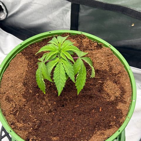 Falcone growlog timeline photo
