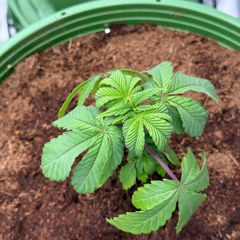 Laser Fuel growlog timeline photo