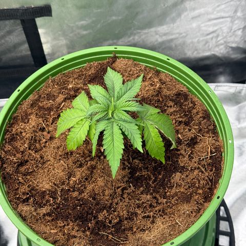 Fx3 growlog timeline photo