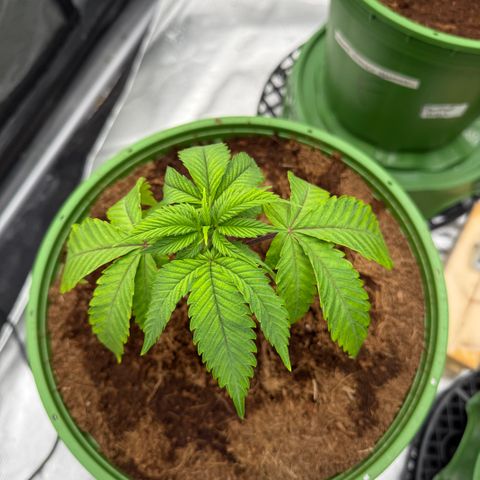 Kacklesnatch growlog timeline photo