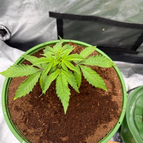 Falcone growlog timeline photo