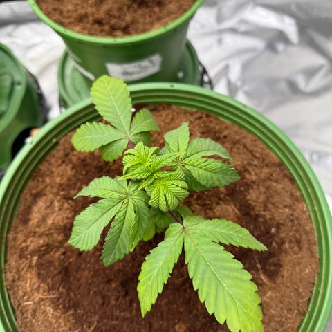 Laser Fuel growlog timeline photo