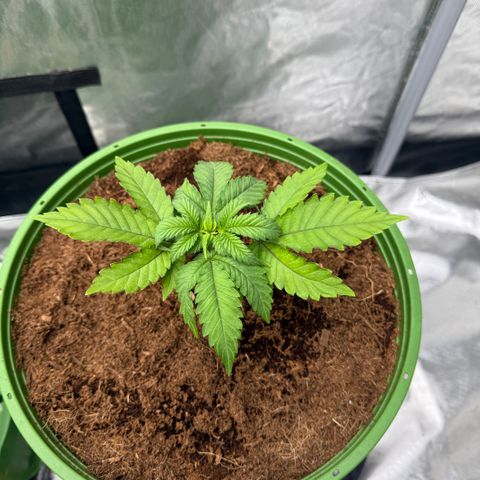 Fx3 growlog timeline photo