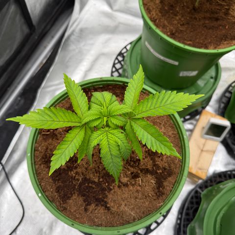 Kacklesnatch growlog timeline photo