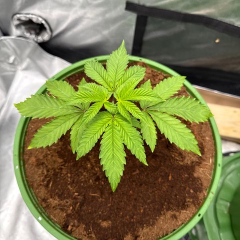Falcone growlog timeline photo