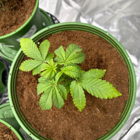 Laser Fuel growlog timeline photo