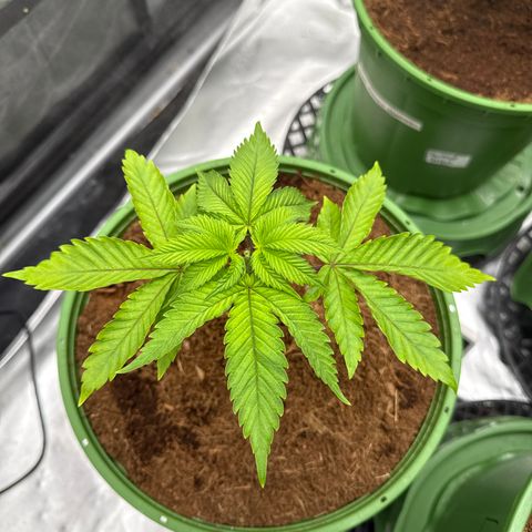 Kacklesnatch growlog timeline photo