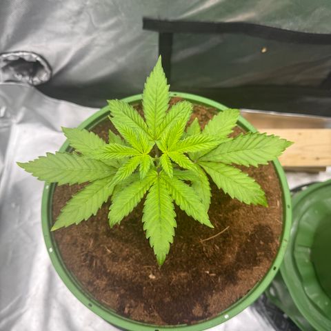 Falcone growlog timeline photo