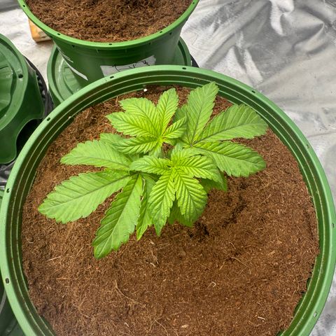 Laser Fuel growlog timeline photo