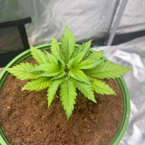 Fx3 growlog timeline photo