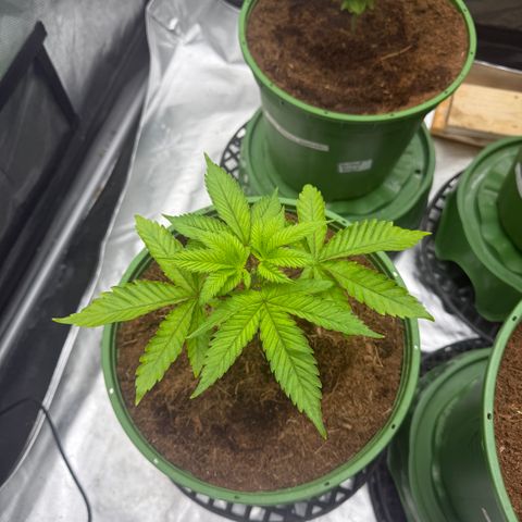 Kacklesnatch growlog timeline photo
