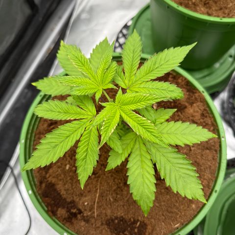 Falcone growlog timeline photo