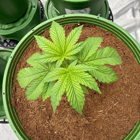 Laser Fuel growlog timeline photo