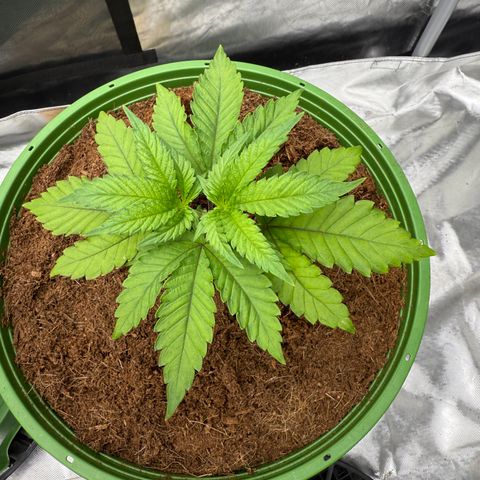 Fx3 growlog timeline photo