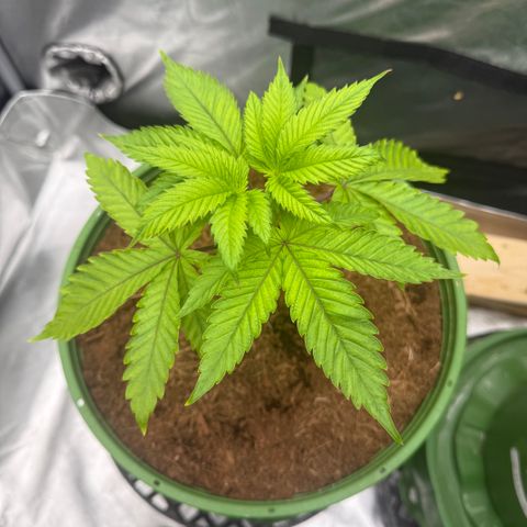 Kacklesnatch growlog timeline photo
