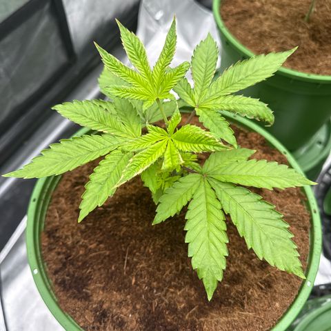 Falcone growlog timeline photo
