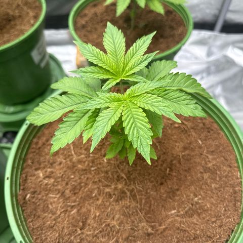 Laser Fuel growlog timeline photo