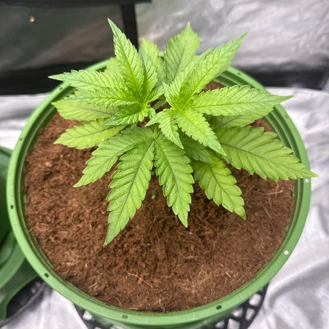 Fx3 growlog timeline photo