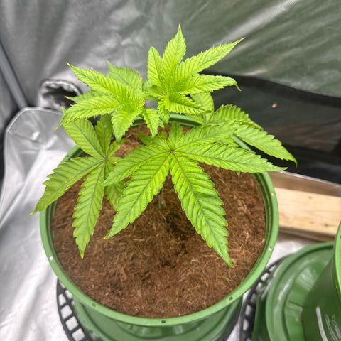 Kacklesnatch growlog timeline photo