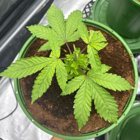 Falcone growlog timeline photo