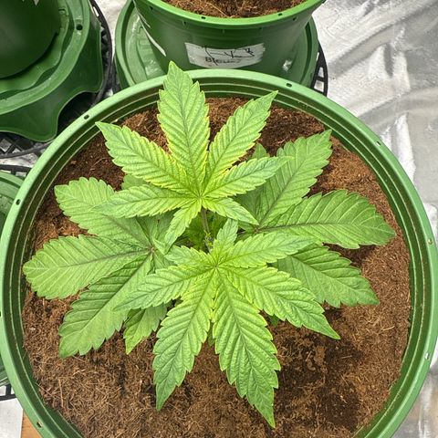 Laser Fuel growlog timeline photo