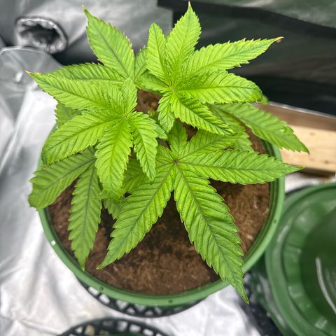 Kacklesnatch growlog timeline photo