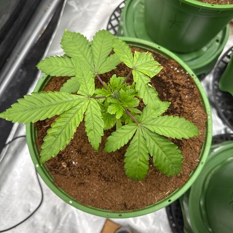 Falcone growlog timeline photo