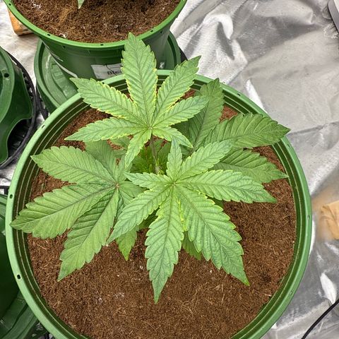 Laser Fuel growlog timeline photo