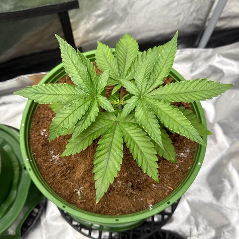 Fx3 growlog timeline photo