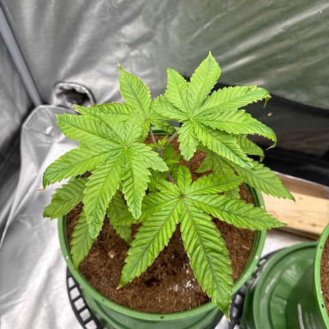 Kacklesnatch growlog timeline photo