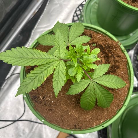 Falcone growlog timeline photo