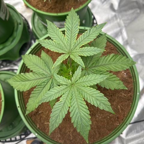 Laser Fuel growlog timeline photo