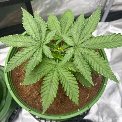 Fx3 growlog timeline photo