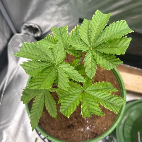 Kacklesnatch growlog timeline photo